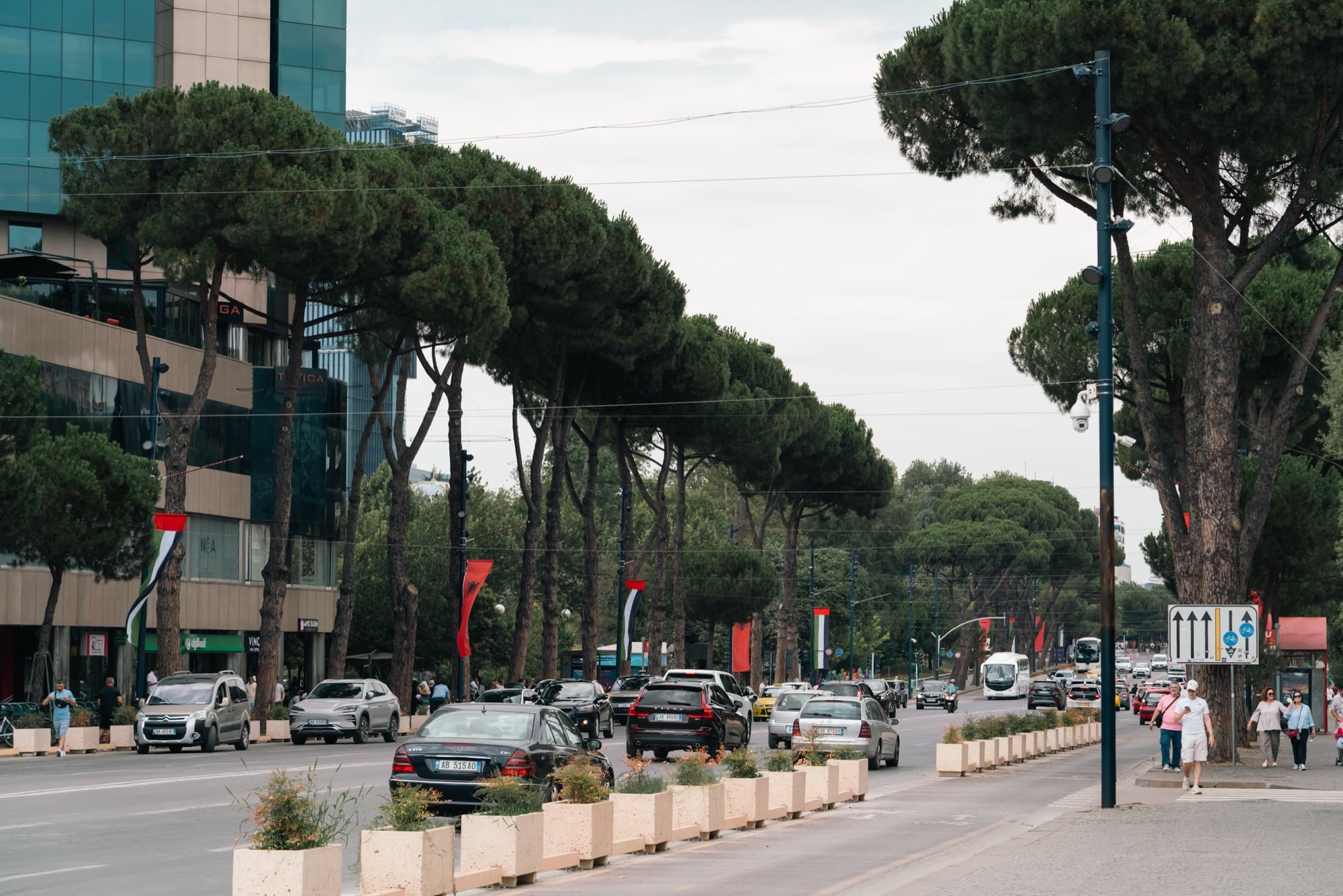 Traffic and pedestrians along a boulevard lined with tall umbrella pines and Albanian flags in central Tirana