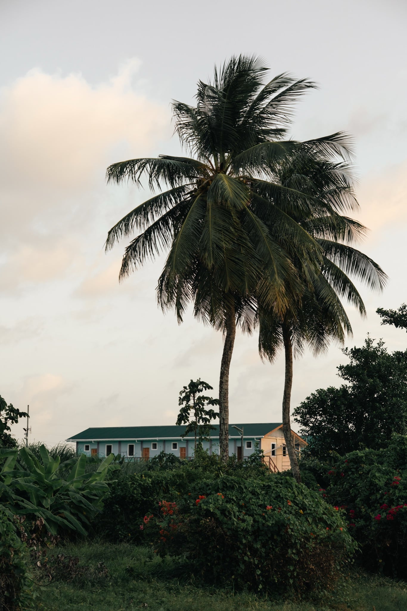 A coconut palm silhouetted at dusk over a low building