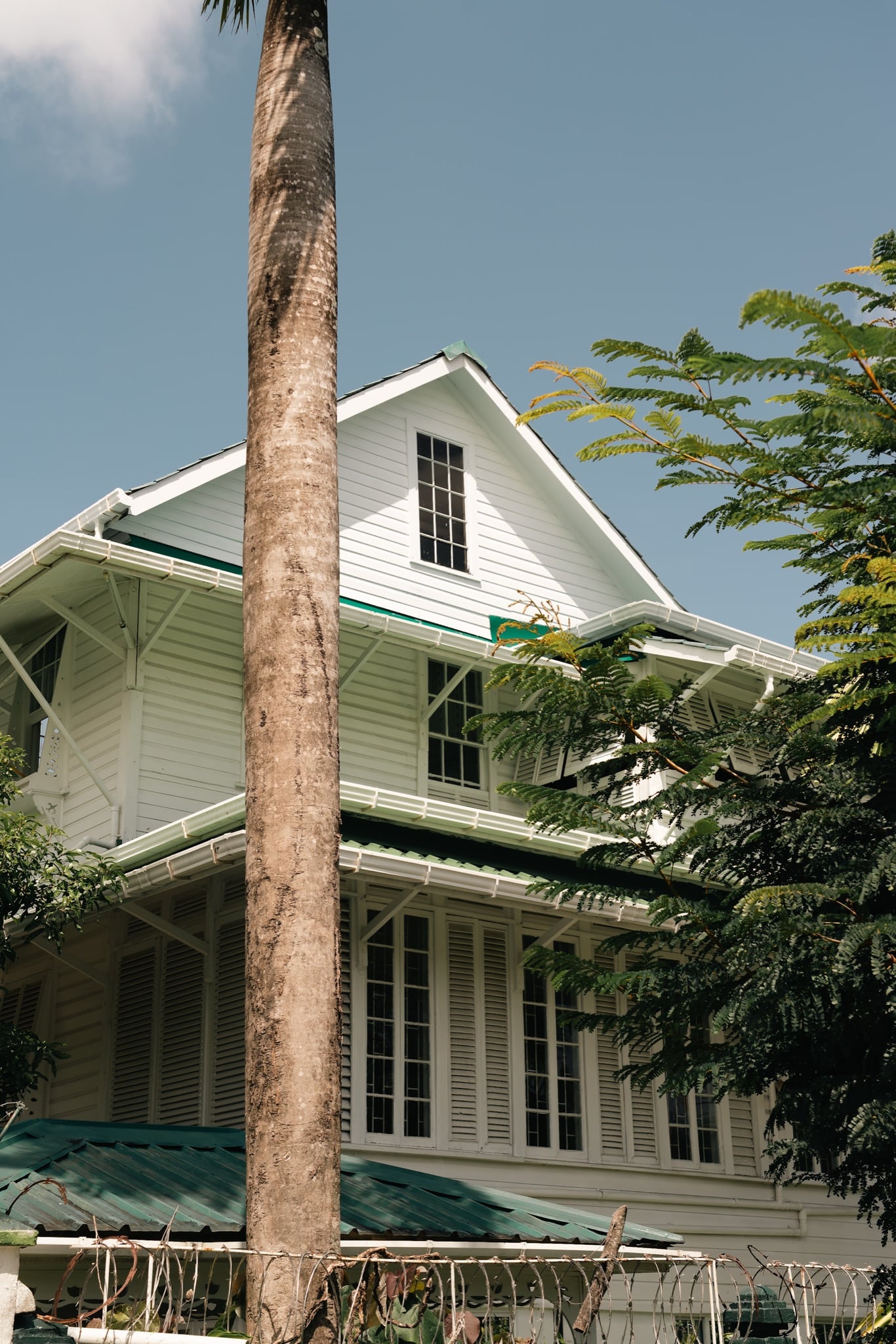 A traditional white timber house behind a tall palm