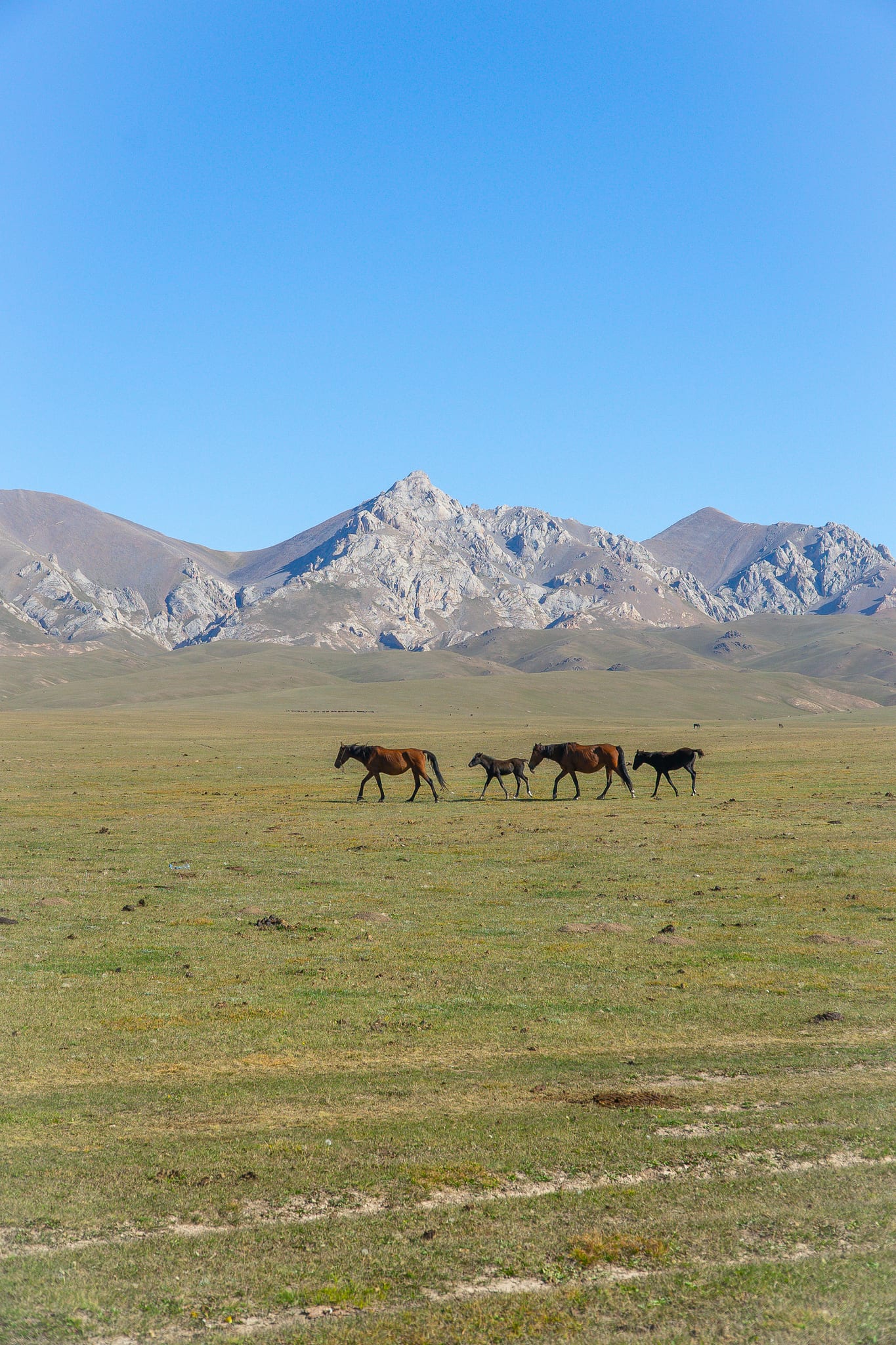 Pasture meeting the water's edge at Song-Kul