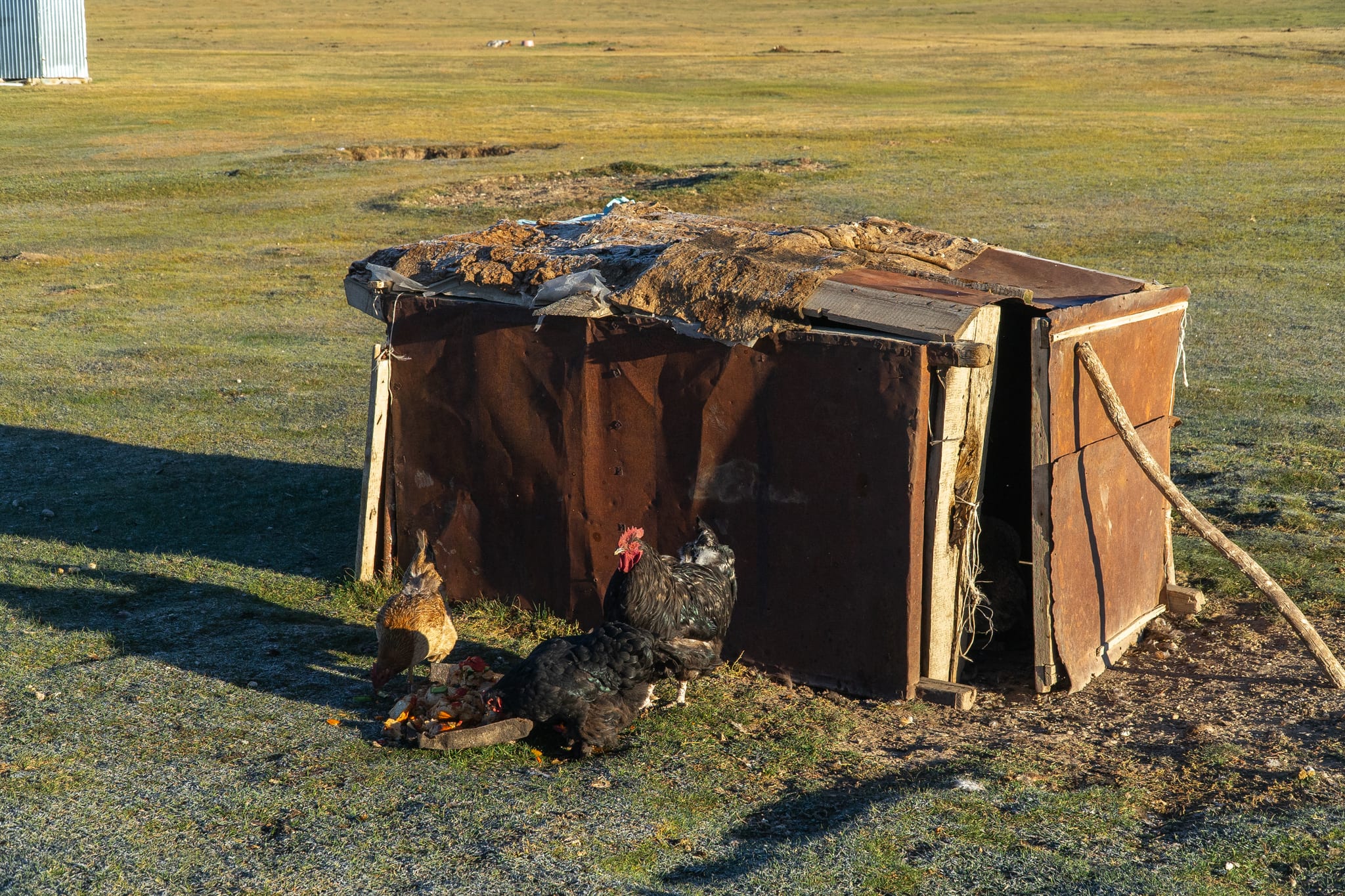 Chickens pecking around the yurt camp at Song-Kul