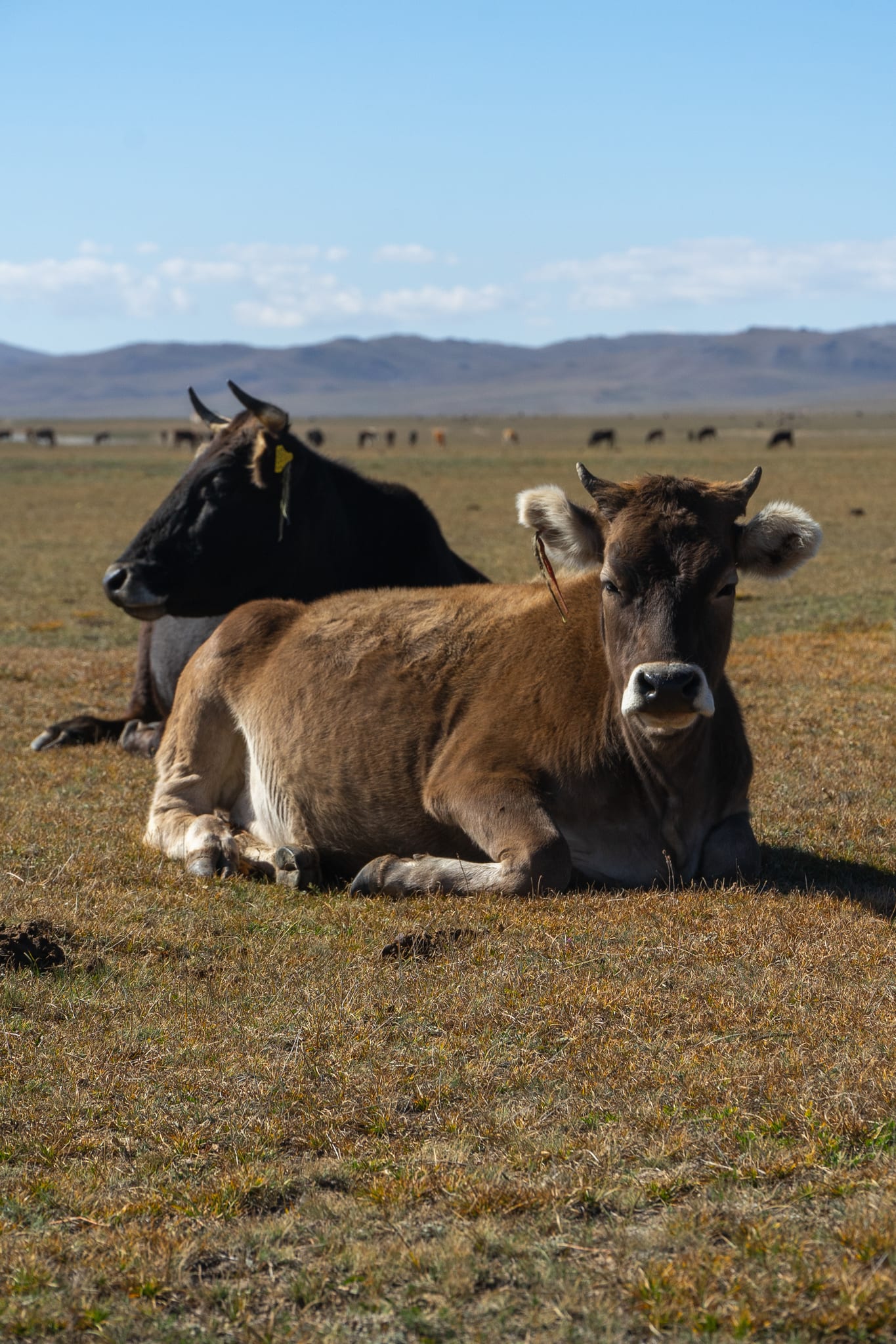A cow standing in the pasture at Song-Kul