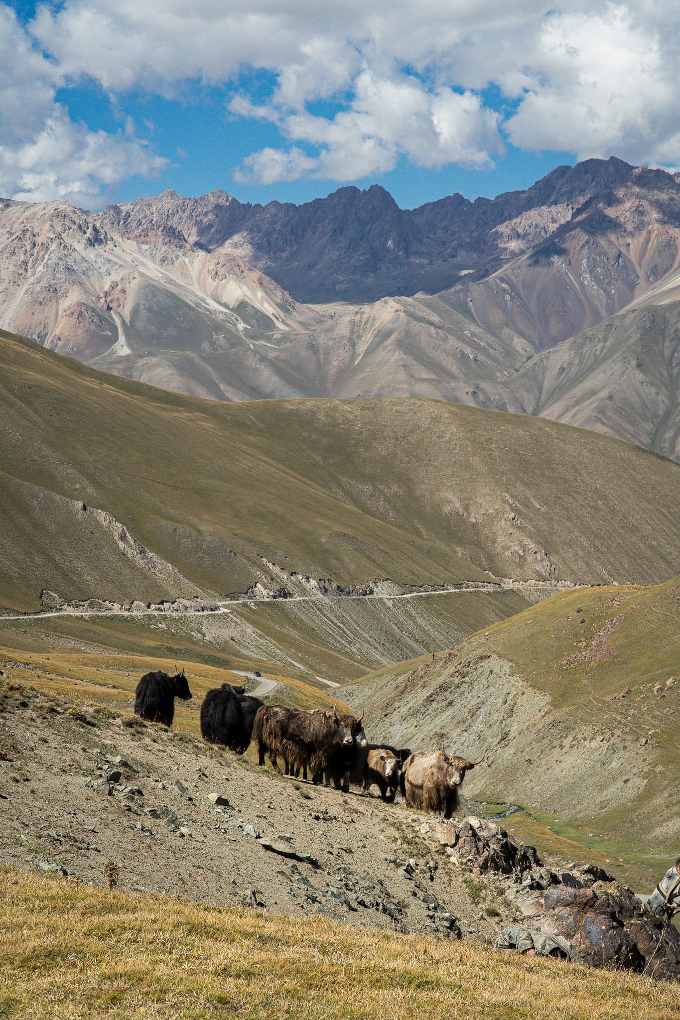 Cattle grazing the slopes above Song-Kul