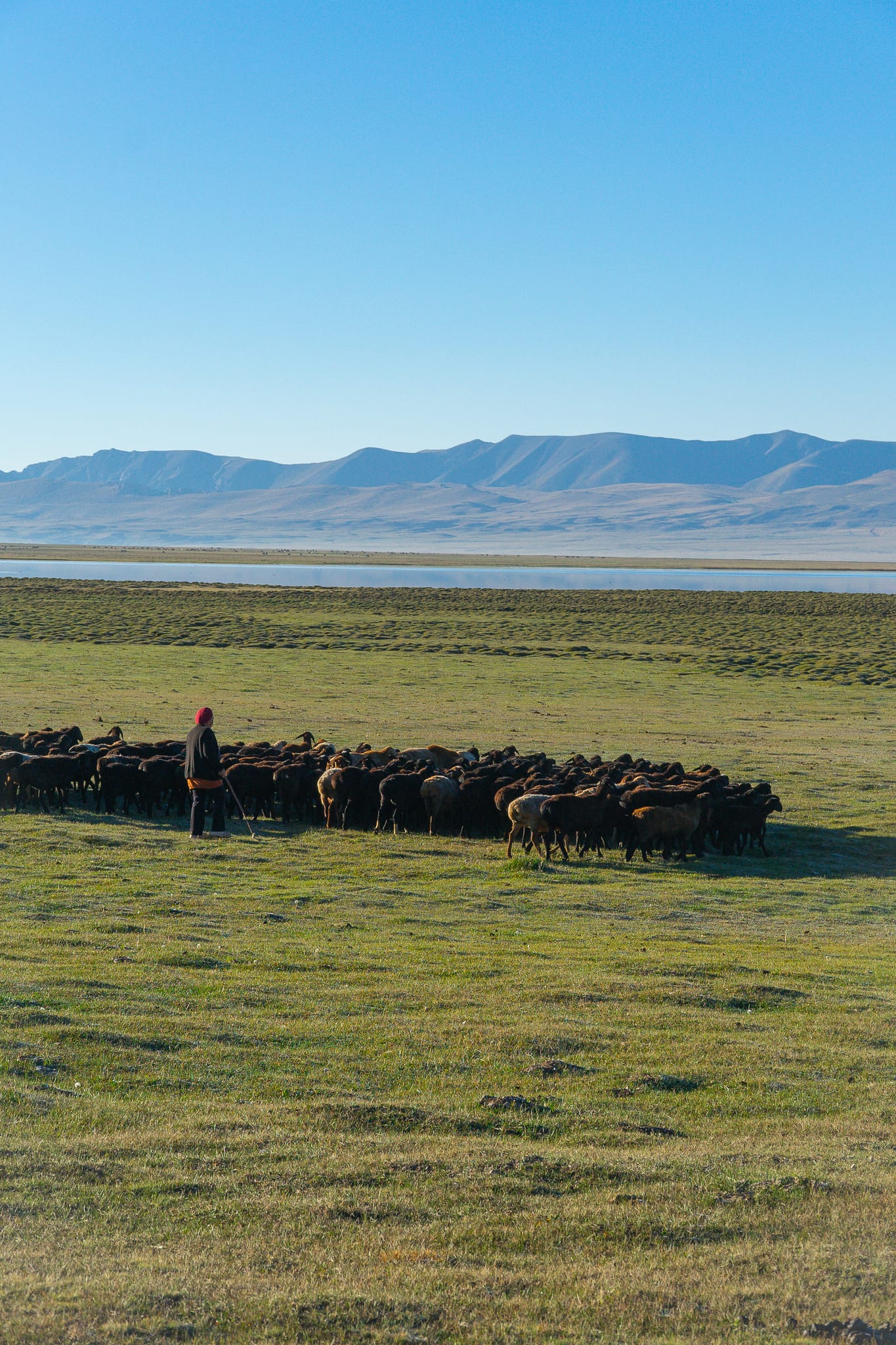 A shepherd out with his flock on the high pastures at Song-Kul