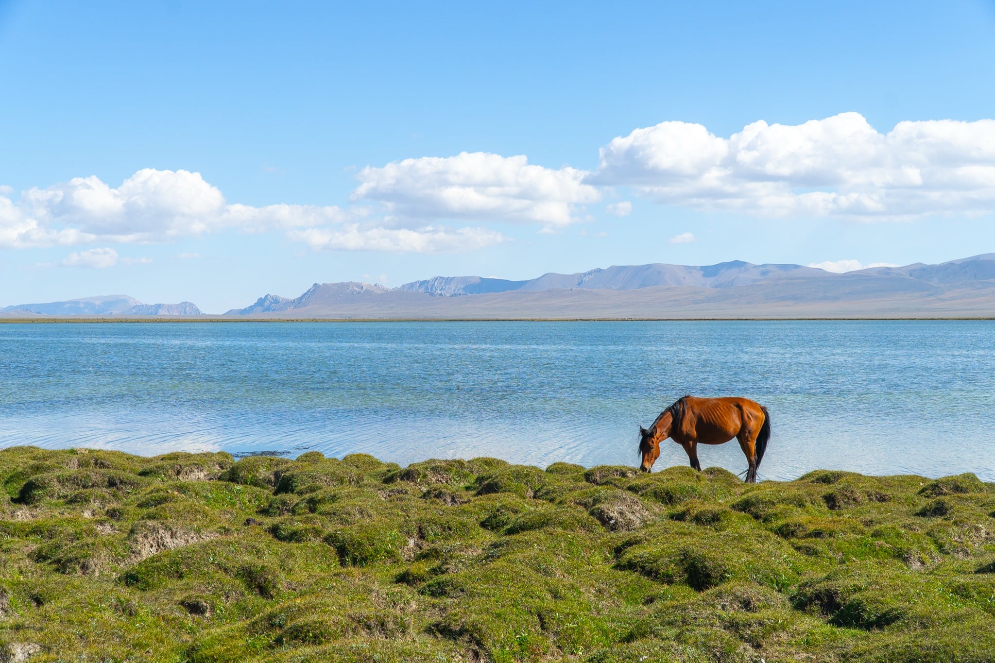 Horse grazing beside a glacial lake in Kyrgyzstan