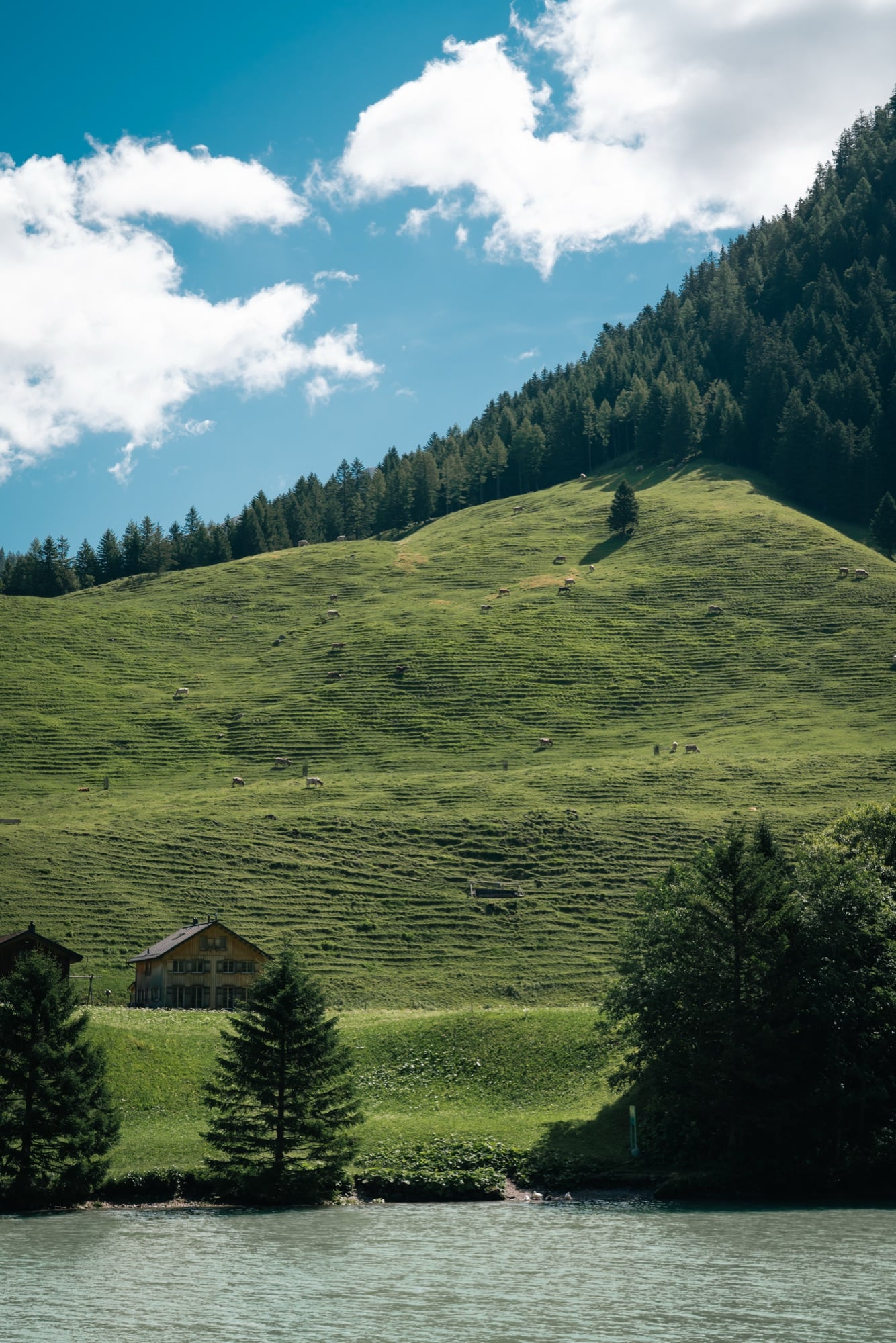 A steep green hillside grazed by cattle above a turquoise reservoir, a wooden chalet at the water's edge