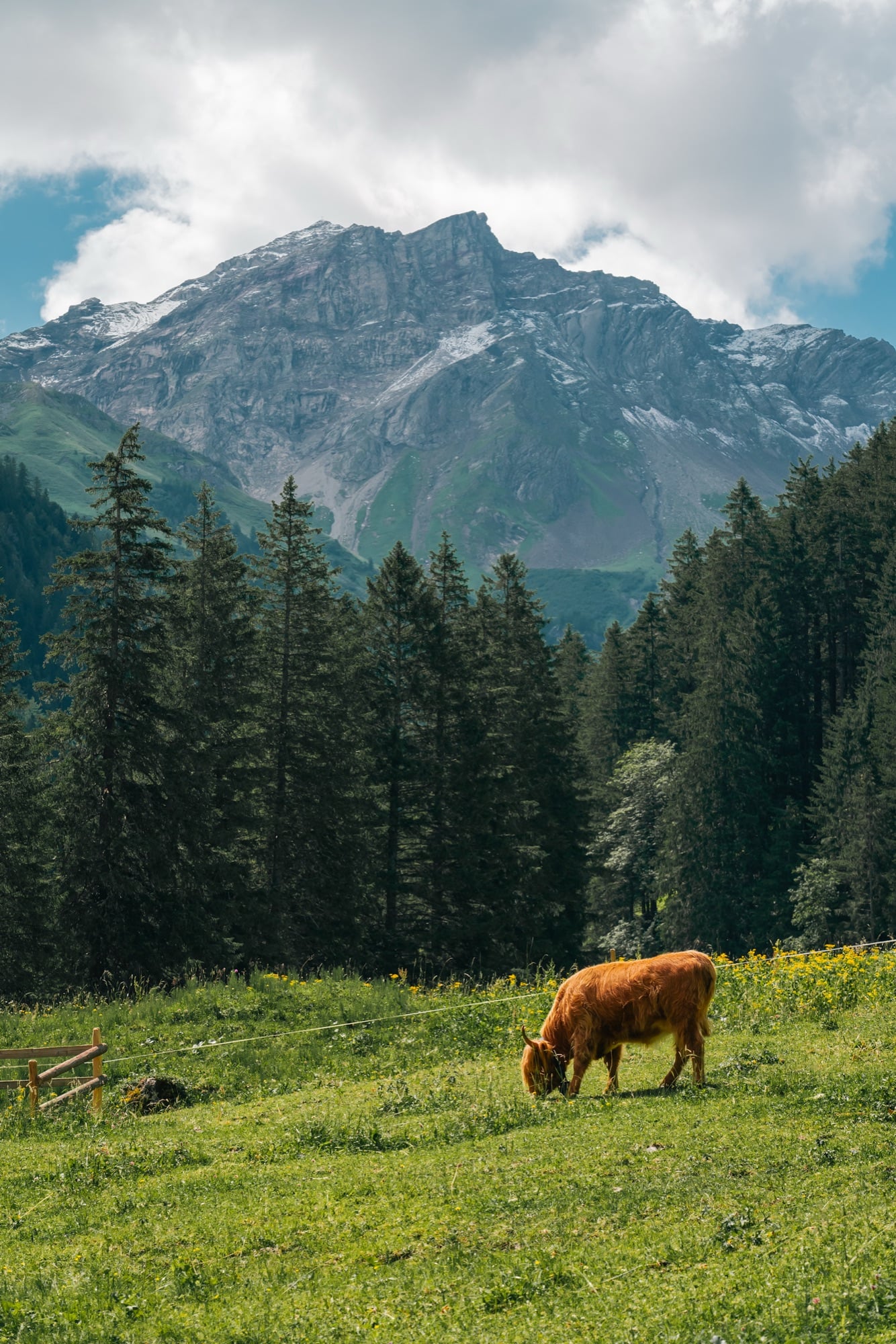 A lone Highland cow grazing in a wildflower meadow below tall spruces and a snow-dusted rocky peak