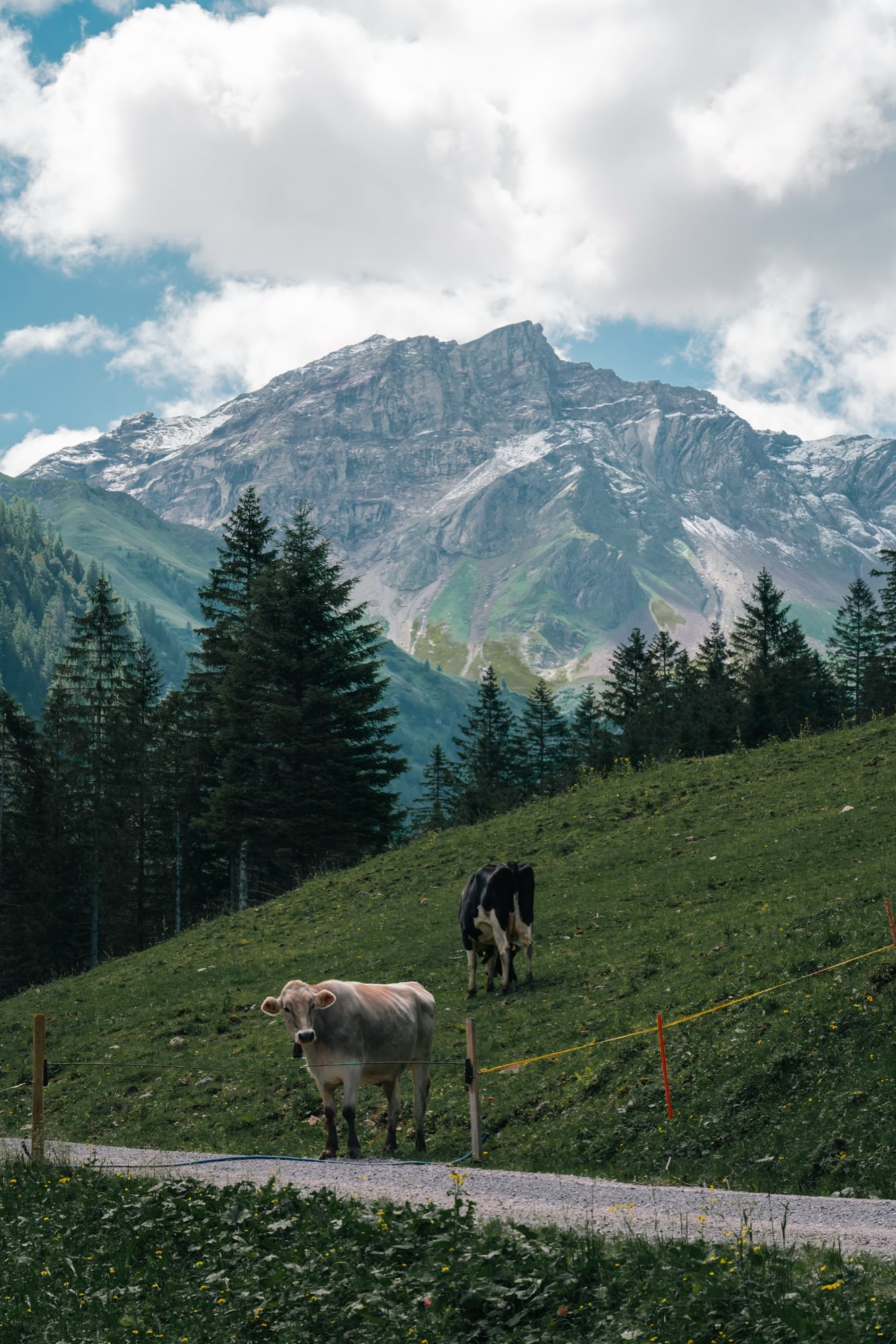 Two cattle on a gravel alp track below a broad grey rocky peak, spruces at the treeline