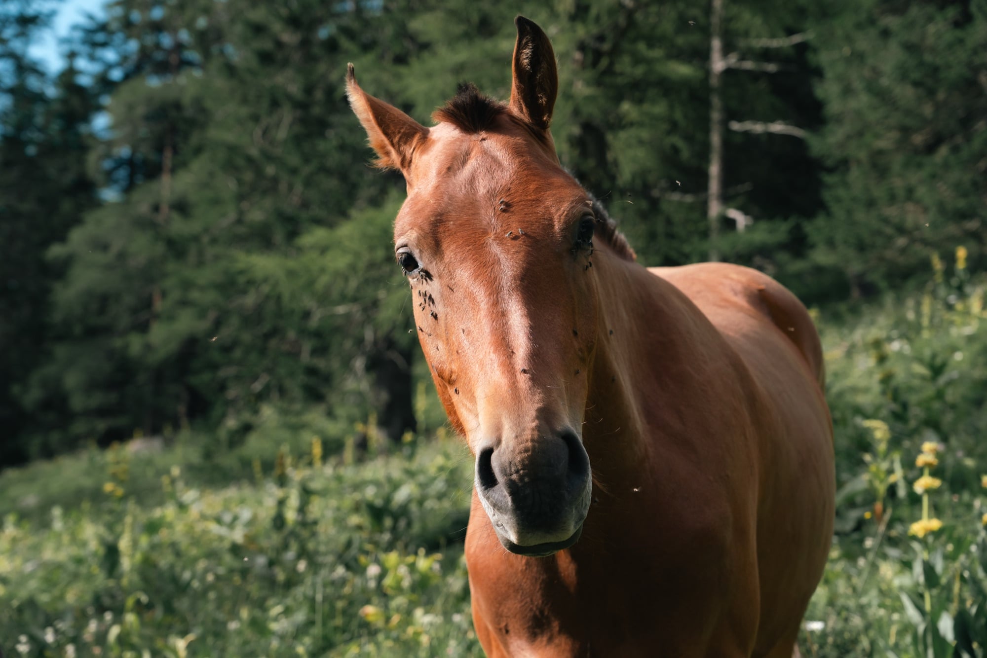 A chestnut horse facing the camera in a wildflower alpine meadow, dark forest behind