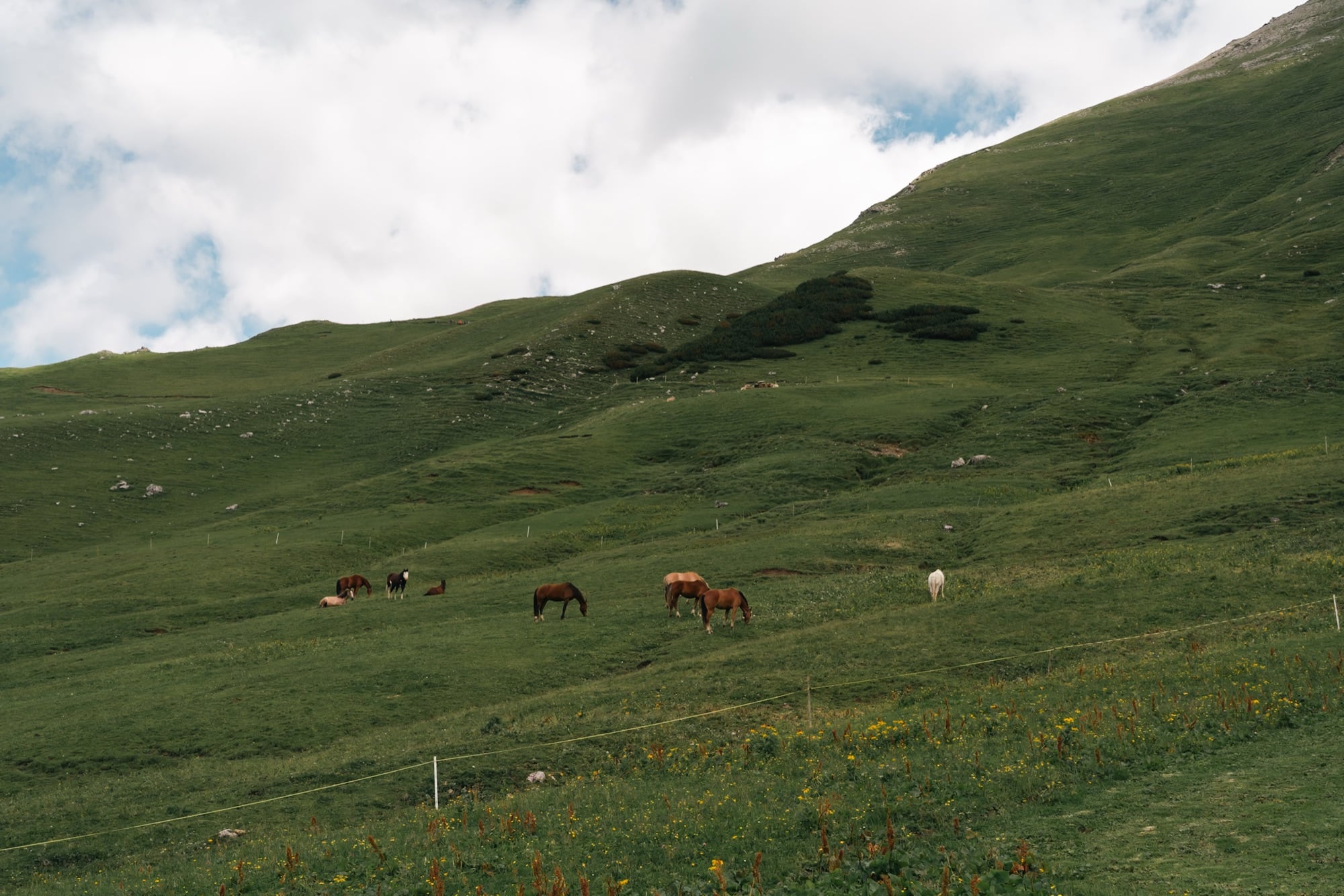 A band of horses grazing across a sweeping green alp slope below a bare summit ridge
