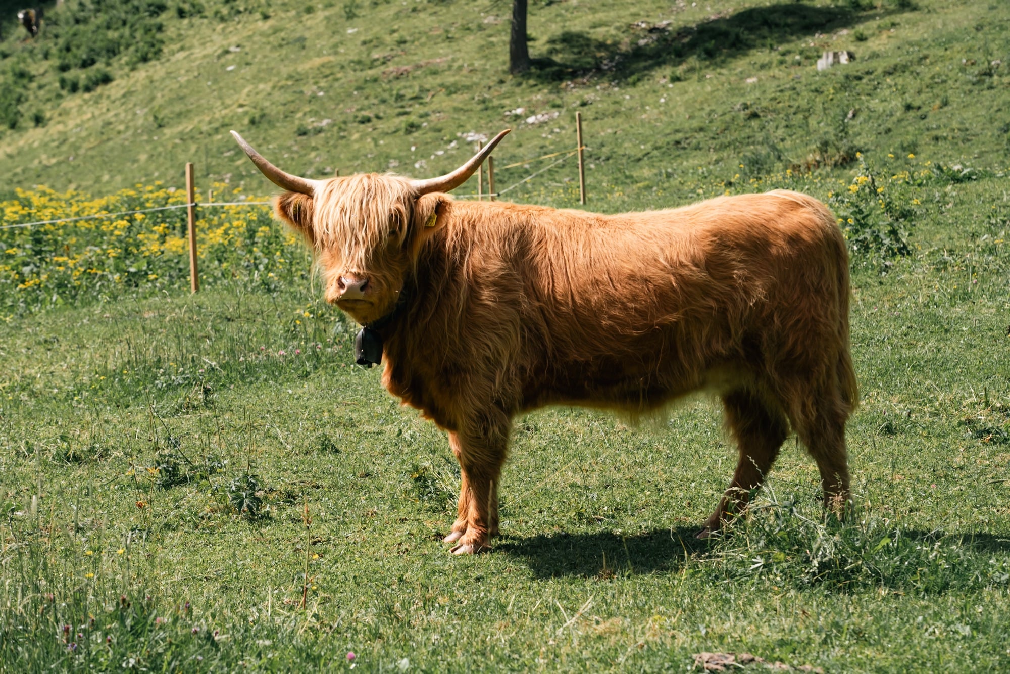 A shaggy ginger Highland cow with long horns and a bell standing in a wildflower alp pasture