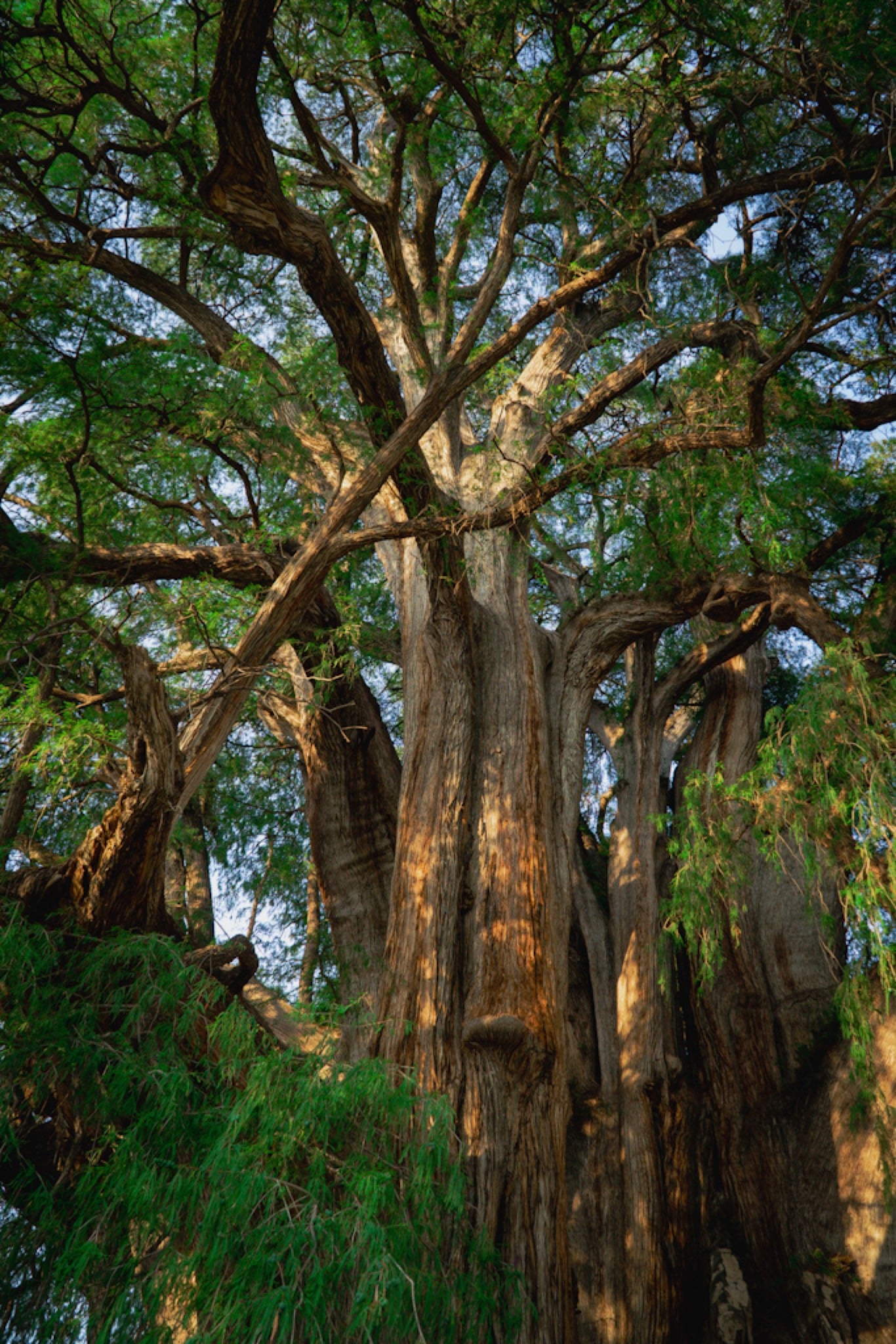 The immense trunk of the Árbol del Tule