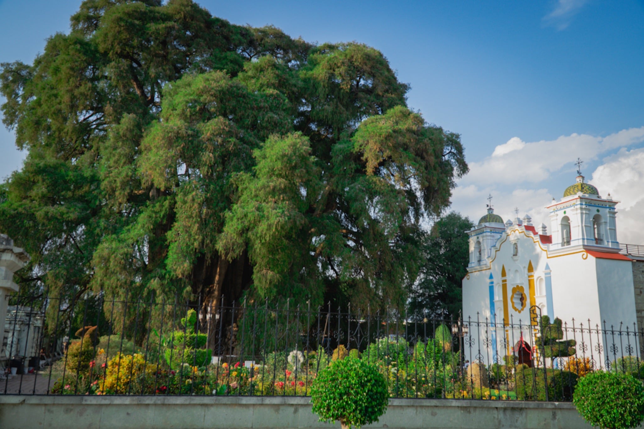 The Árbol del Tule towering over its little church