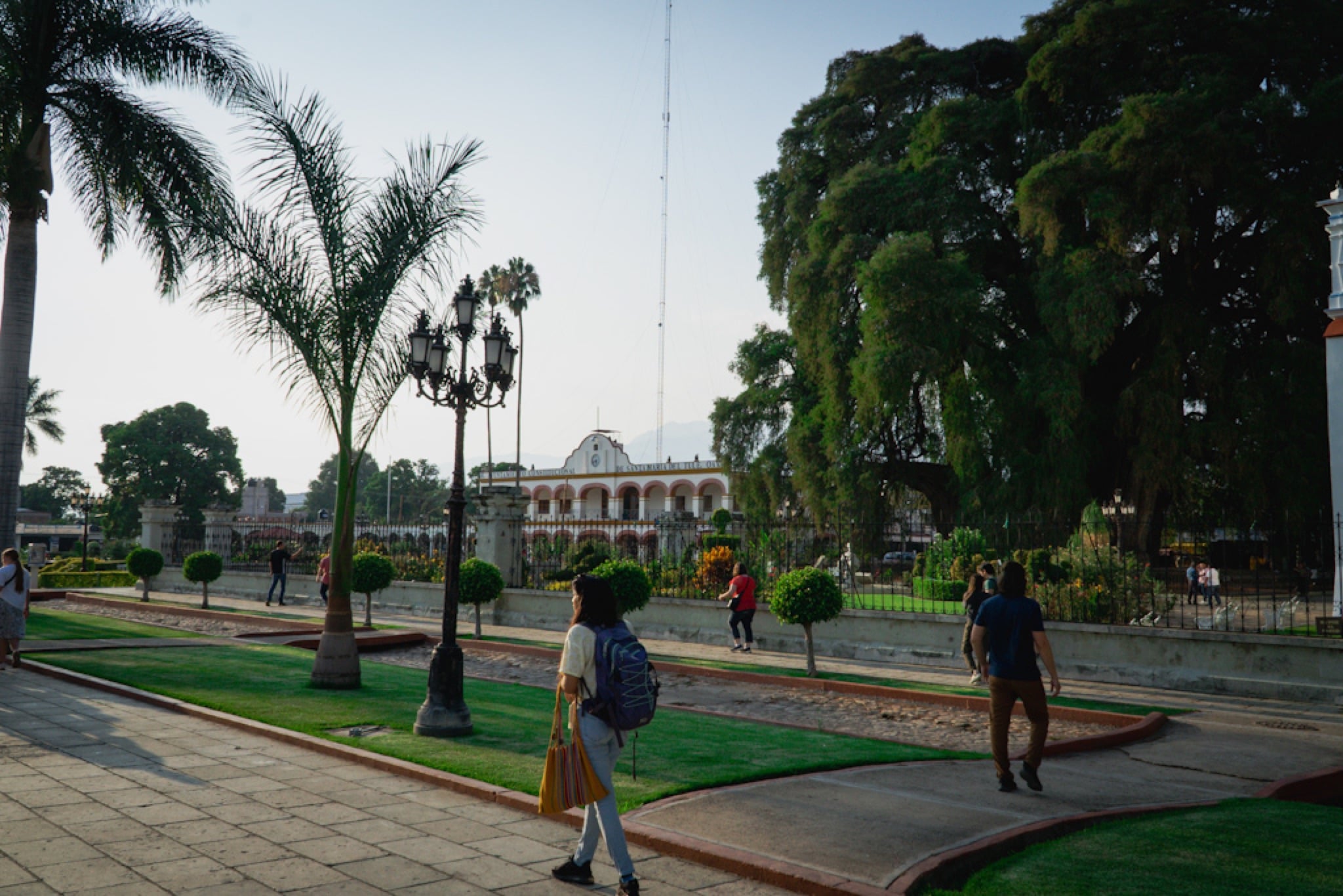 Tall palms over the plaza at Santa María del Tule