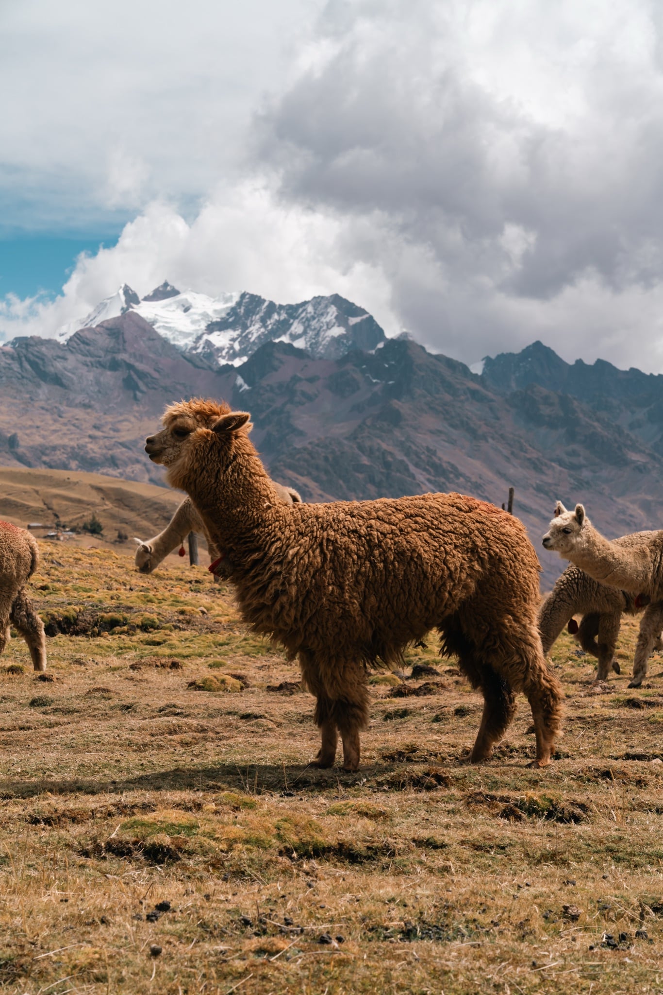 An alpaca standing watch over a herd on a windswept Andean slope
