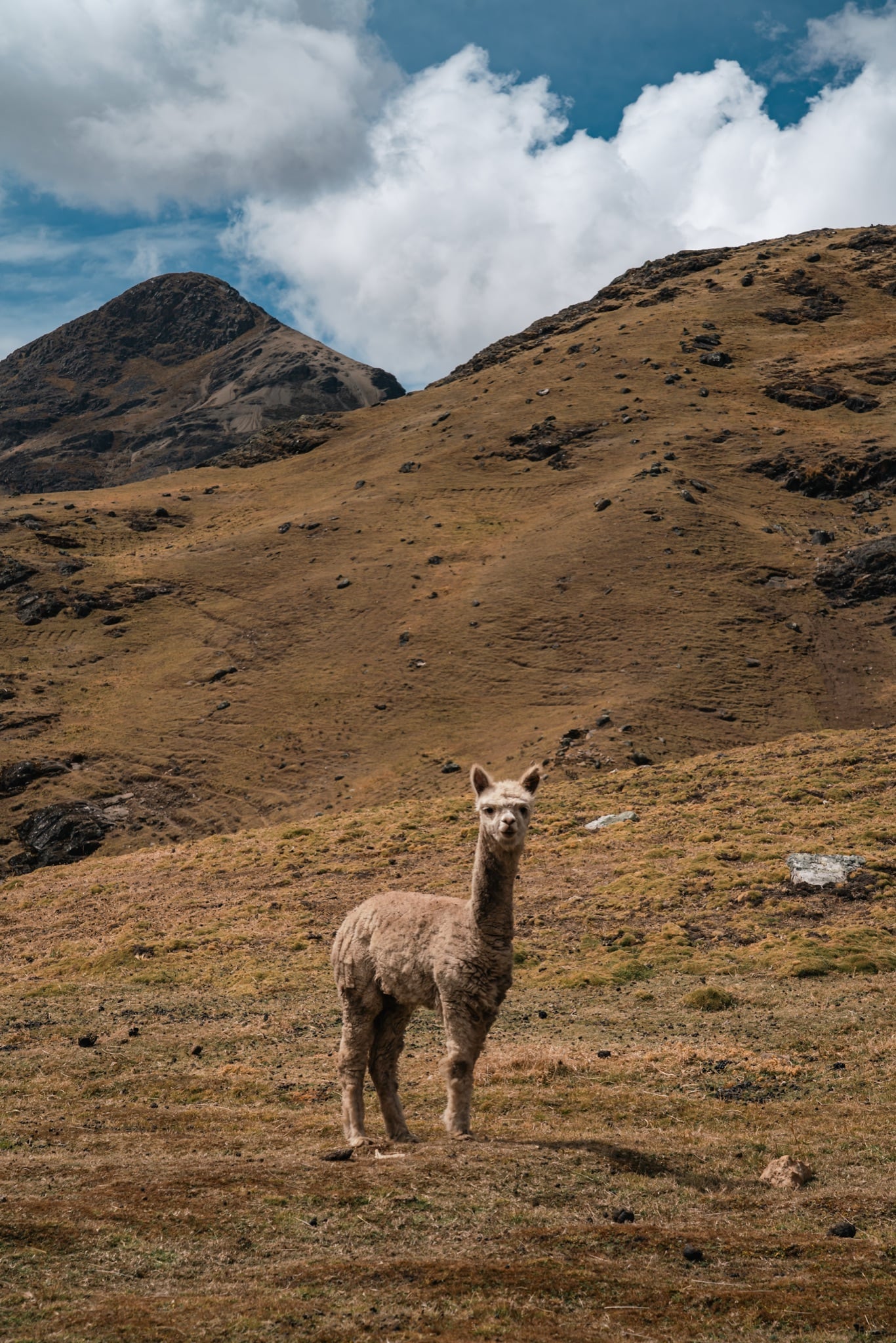 An alpaca grazing an open highland pasture below snow-dusted peaks