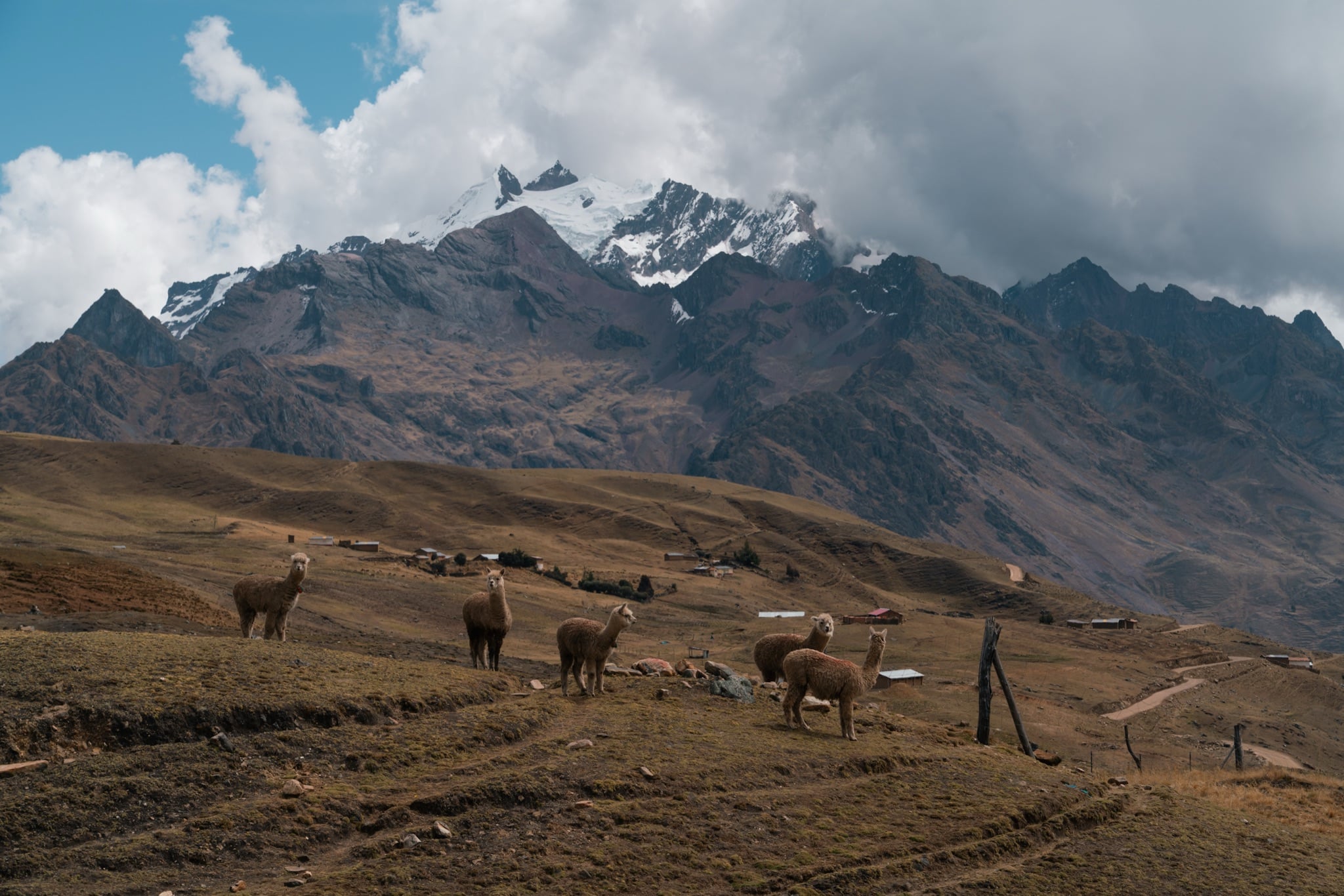 Alpacas scattered across a golden highland pasture beneath the mountains