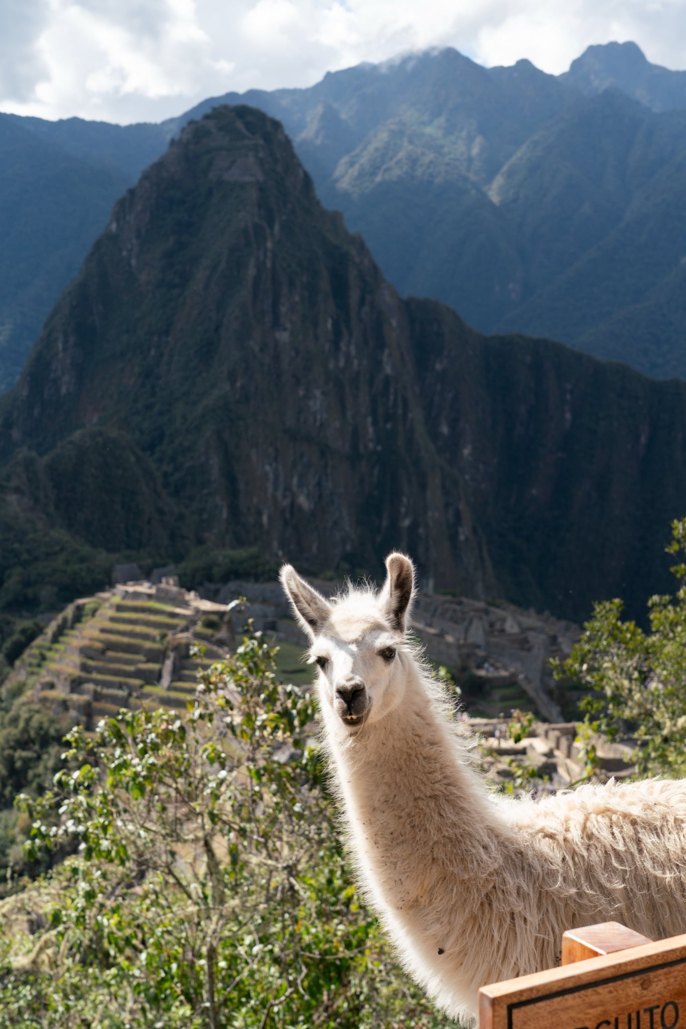A llama grazing with the ruins spread out behind it