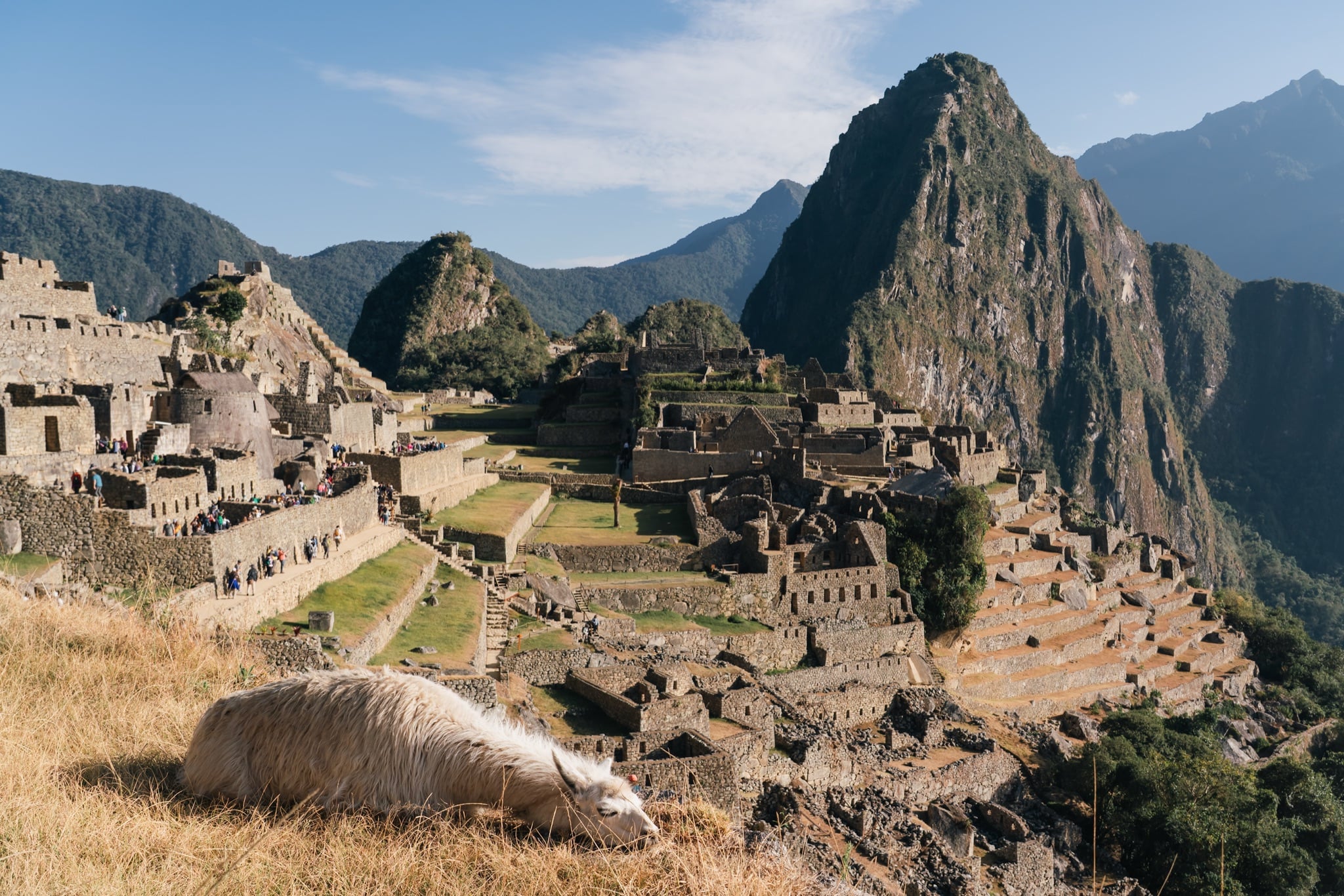 A llama resting beside the ruins, peaks rising behind