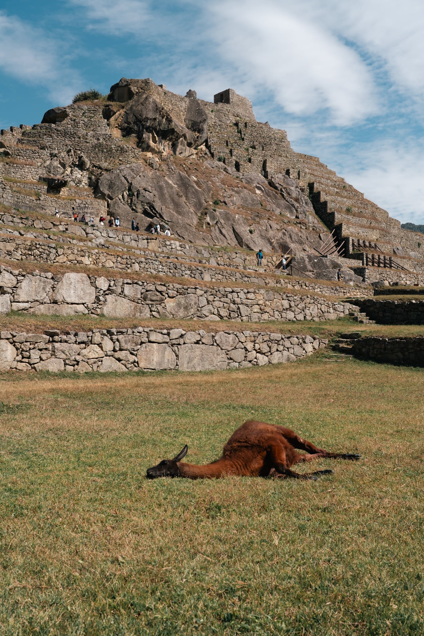 A llama lying in the grass among the terraces