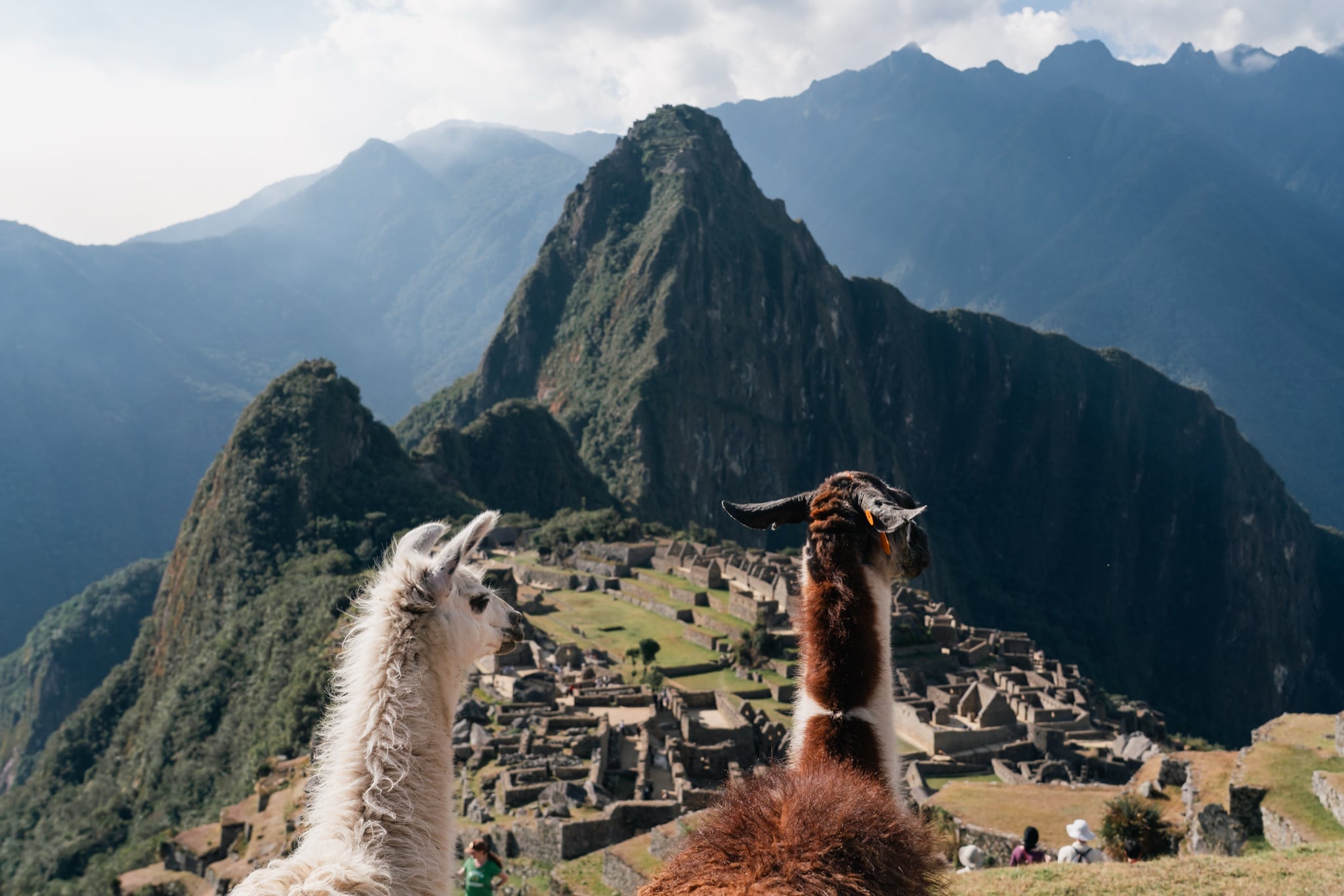 Llamas grazing the terraces with Huayna Picchu behind them