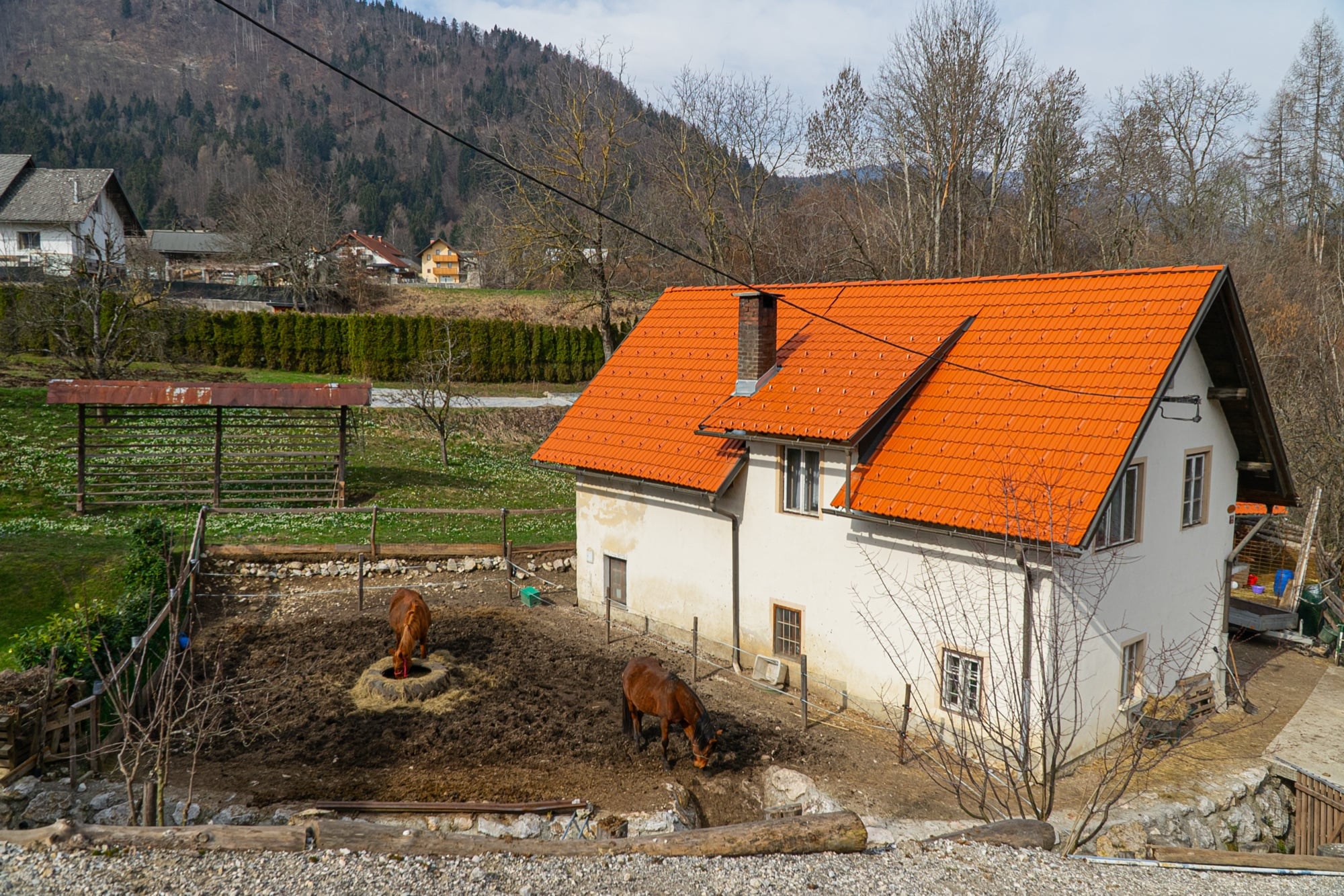 A red-roofed farmhouse and grazing cattle in the countryside near Bled