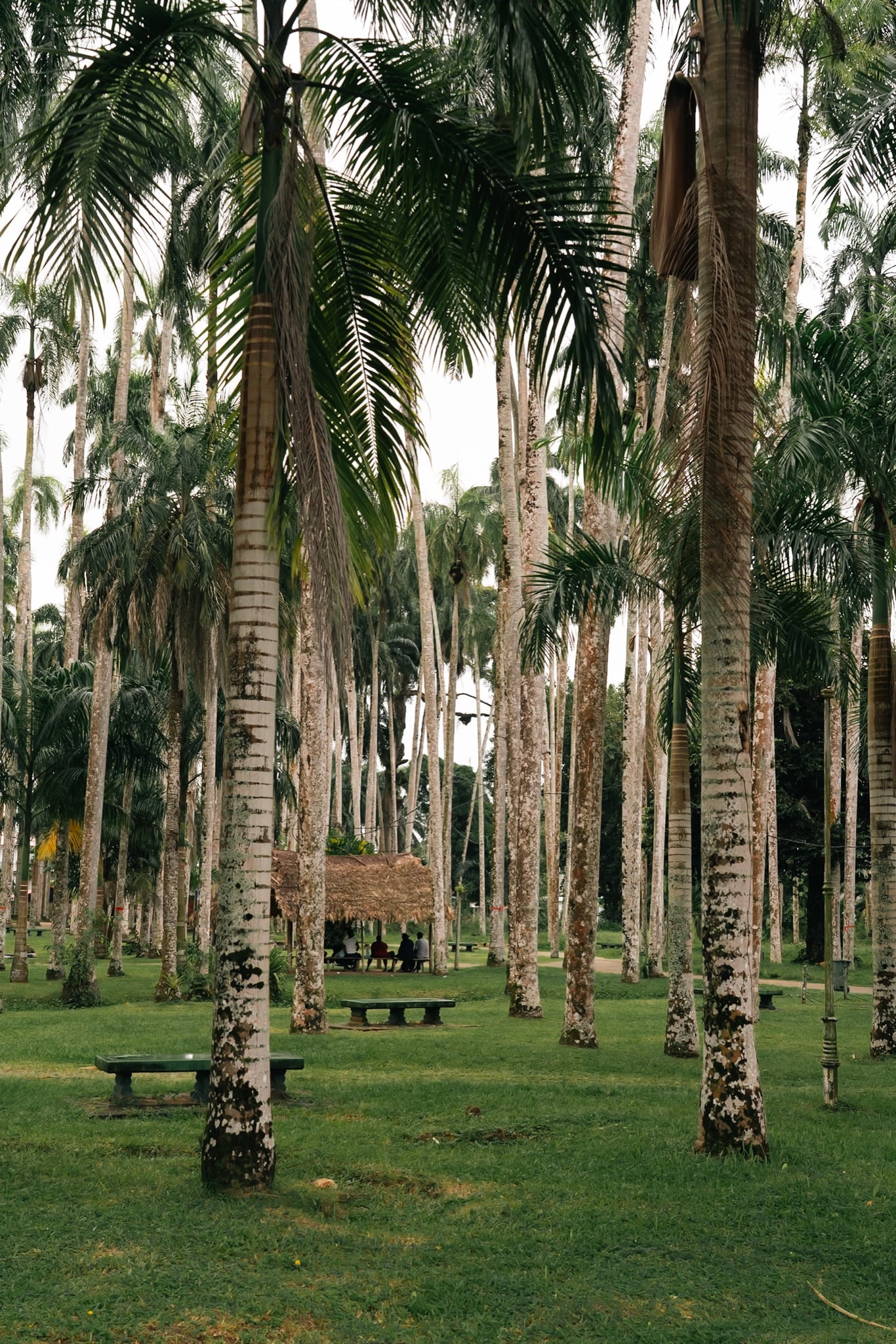 Paths beneath the palms of the Palmentuin