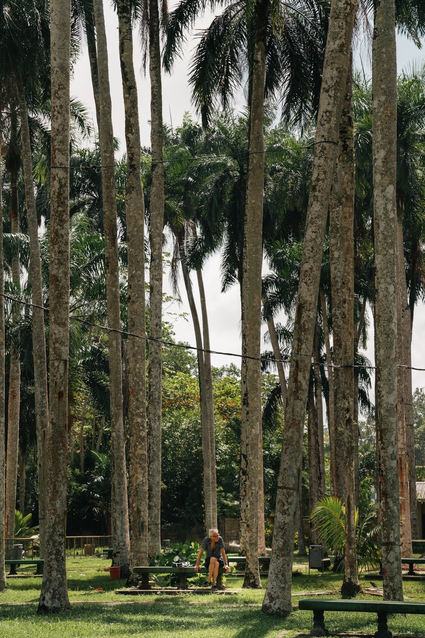 Tall royal palms in the Palmentuin garden