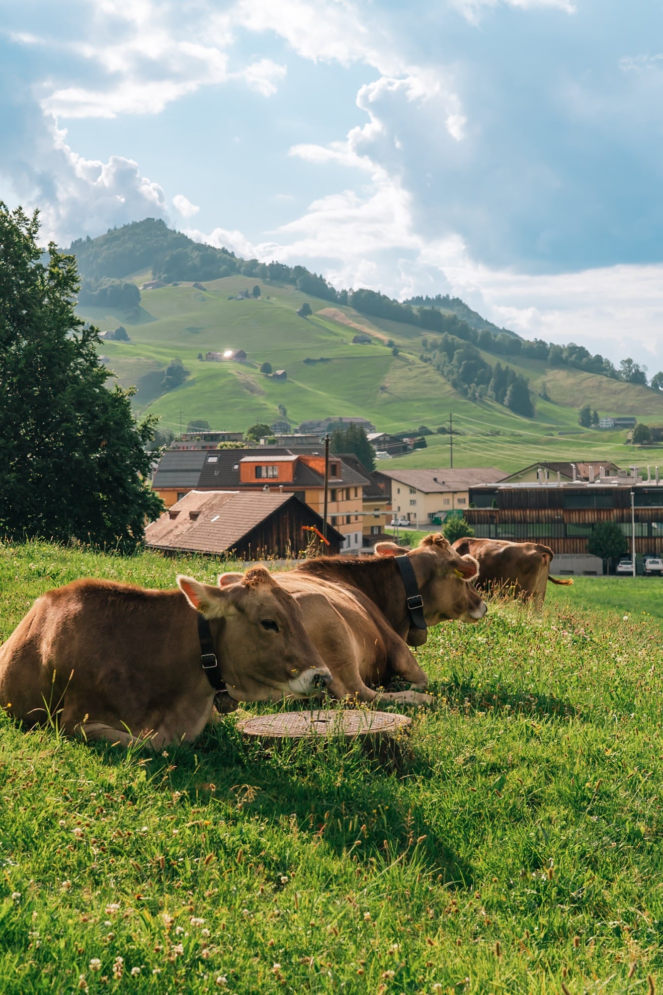 Two brown Swiss cows with leather bell-collars resting in a green meadow above an Appenzell village and its hillside farms